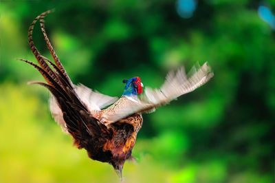 Close-up of a bird flying