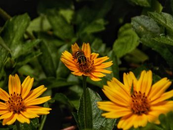 Bee pollinating on flower