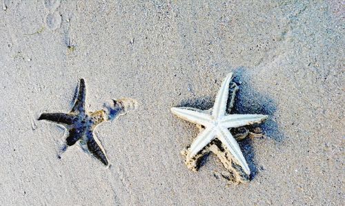 High angle view of crab on beach