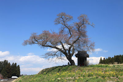 Low angle view of tree on field against sky