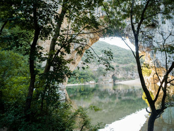 Scenic view of lake in forest