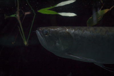 Close-up of fish swimming in aquarium