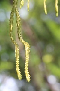 Close-up of plant hanging on branch