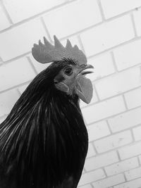 Close-up of rooster against wall
