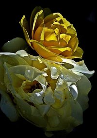 Close-up of wilted rose against black background