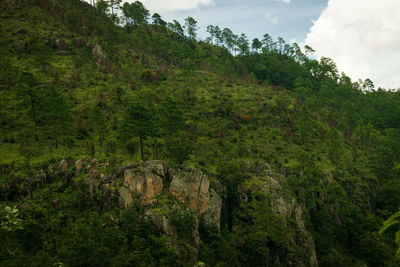 Scenic view of forest against sky