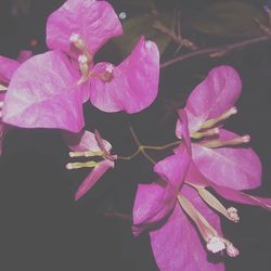 Close-up of pink orchid blooming