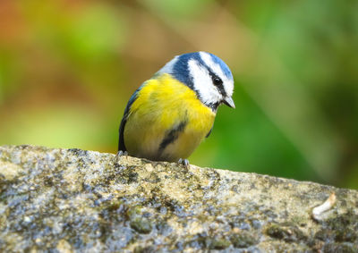 Close-up of bird perching