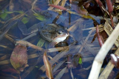 High angle view of frog swimming in lake