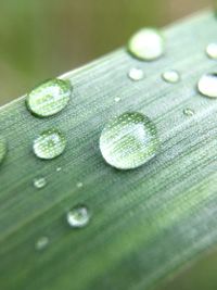 Close-up of water drops on leaf