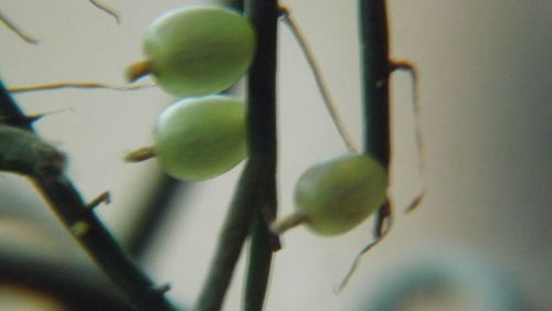 Close-up of plant