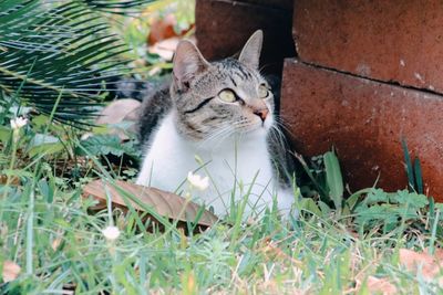 Close-up of tabby cat on grass