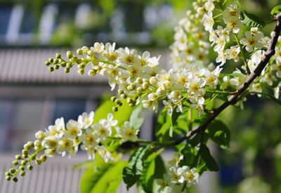 Close-up of white flowering plant