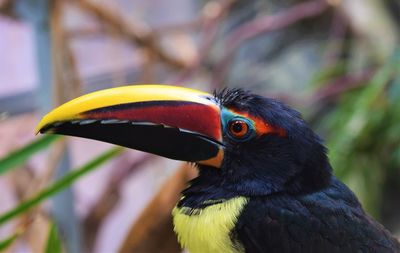 Close-up of bird perching outdoors