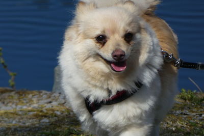 Close-up of dog against lake