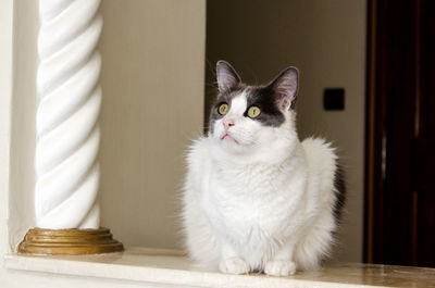 Portrait of white cat