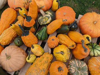 High angle view of pumpkins for sale at market stall