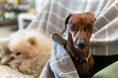 Curious dachshund teckel on sofa with blanket and with spitz pomerania resting behind