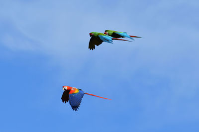 Low angle view of kite flying in sky