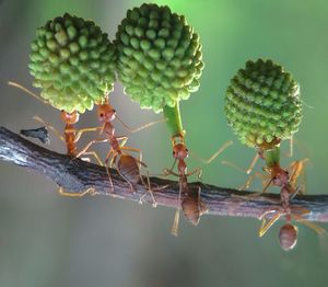 Close-up of succulent plant