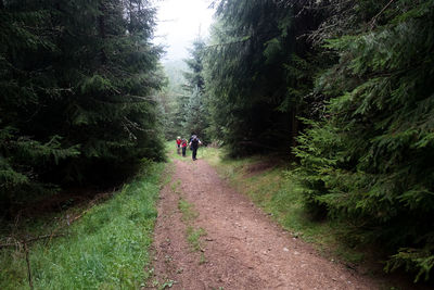 Rear view of people walking on road amidst trees in forest