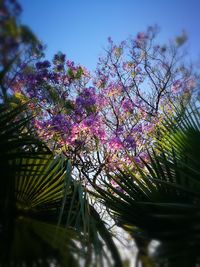 Low angle view of blooming tree