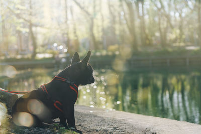 Dog looking at lake