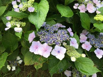 Close-up of white flowers