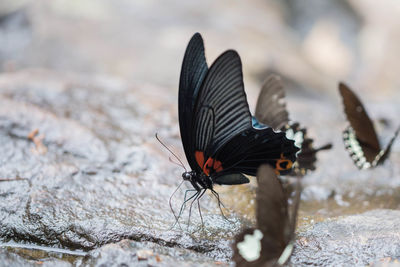 Close-up of butterfly