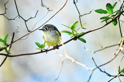 Bird perching on branch