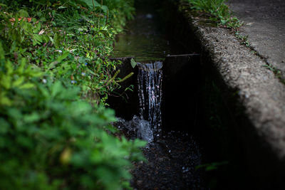 Plants growing by stream