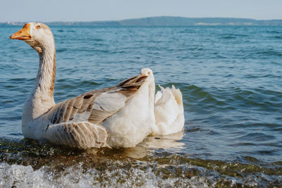Duck swimming in lake