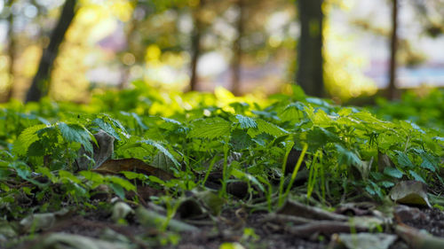 Close-up of green leaves on field