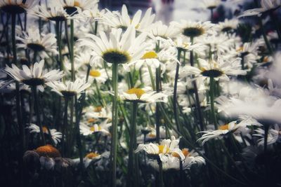 Close-up of white daisy flowers