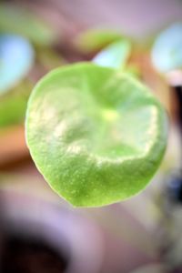 Close-up of green leaf