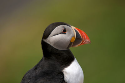 Close-up of a bird looking away