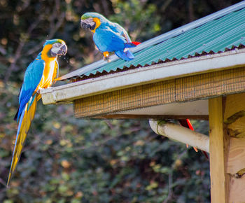 Close-up of a bird perching on wood