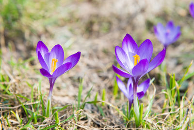 Close-up of purple crocus flower on field