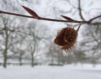 Close-up of snow on tree during winter