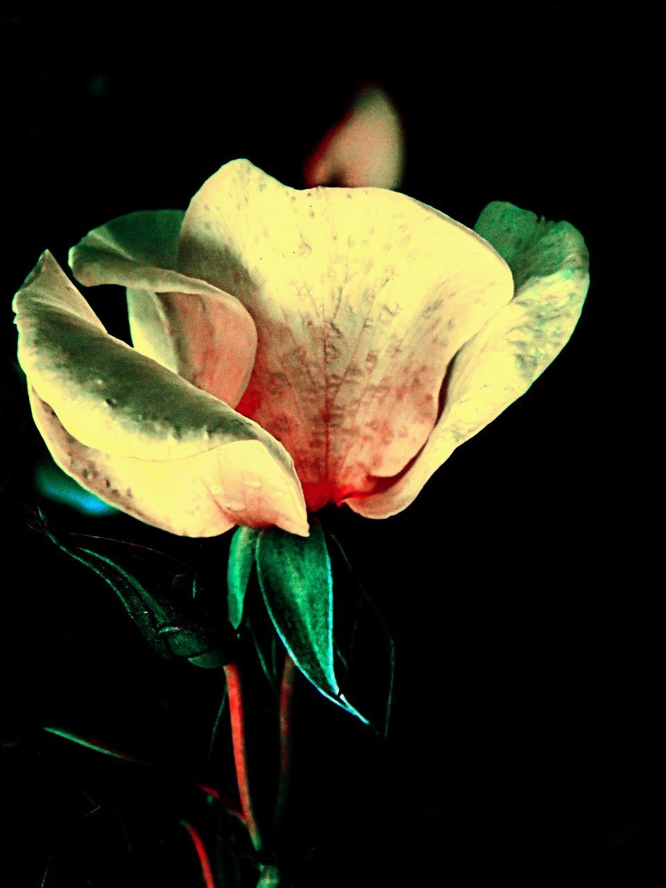 CLOSE-UP OF ROSE FLOWER IN BLACK BACKGROUND