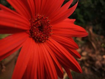 Close-up of red hibiscus blooming outdoors