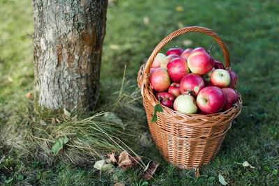 Apples in wicker basket by tree on field