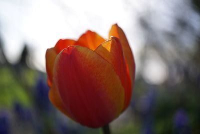 Close-up of red flower blooming outdoors