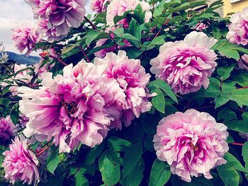 Close-up of pink flowers