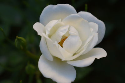 Close-up of white rose flower
