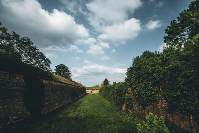 Panoramic shot of trees on landscape against sky