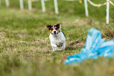 Jack russell terrier running lure coursing competition on field