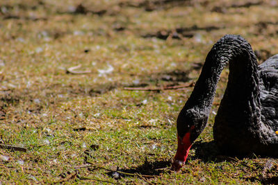Close-up of black bird on land