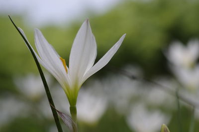 Close-up of white daisy flower