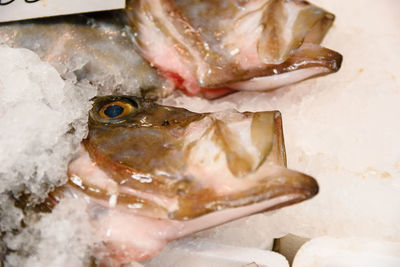 Close-up of fish for sale in market